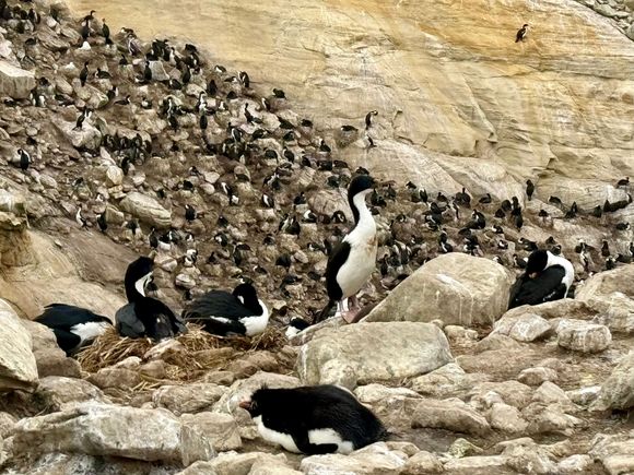 Imperial Shag