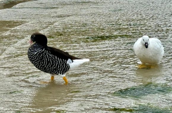 Kelp Geese, female on L and boring male on R