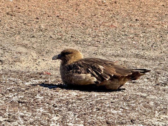 Falklands Skua looking for penguin eggs an chicks…