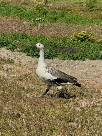 Upland Goose (male)