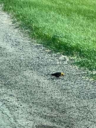 Yellow Headed Blackbird.