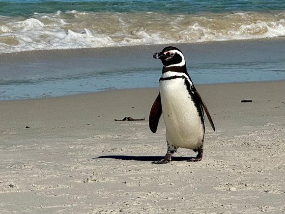 Magellanic penguin strutting its stuff on a glorious beach day