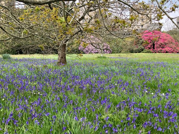 Penrhyn - bluebells blowing in the breeze! with castle in background