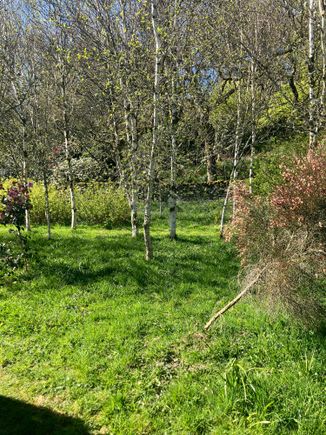Caerau Gardens - woodland