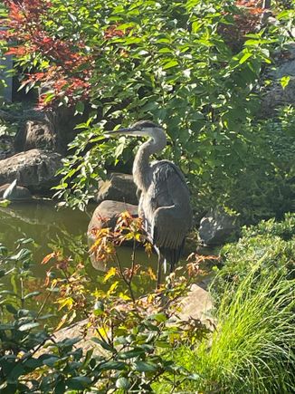 “My” Gardens. I did another meditation walk there this week after the gardens are closed. When the walk was finished, I came upon this guy, I did not zoom in, he was that close. I think the gardens are probably really interesting when the humans go home and the gardens are closed. This was the walk on Tao which I still am unsure of, but the meditation part is working. I’m a skeptic no longer. 