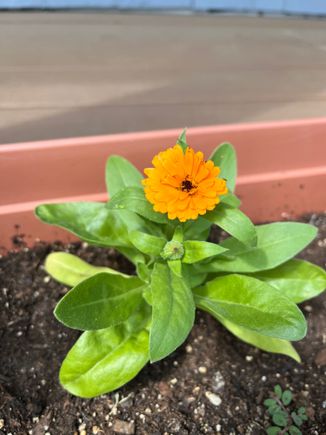 Pot marigold from seed 