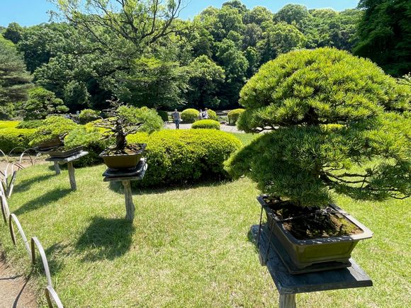 Bonsai trees in the garden.  I really like these but they take a lot of care