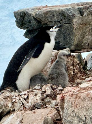 Chinstrap penguin and chick