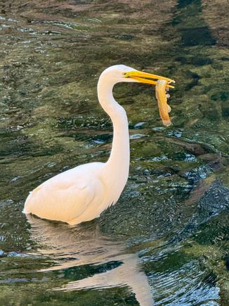 This is a Great Egret with lunch 
