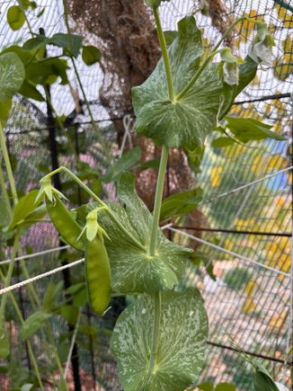 First snow peas!