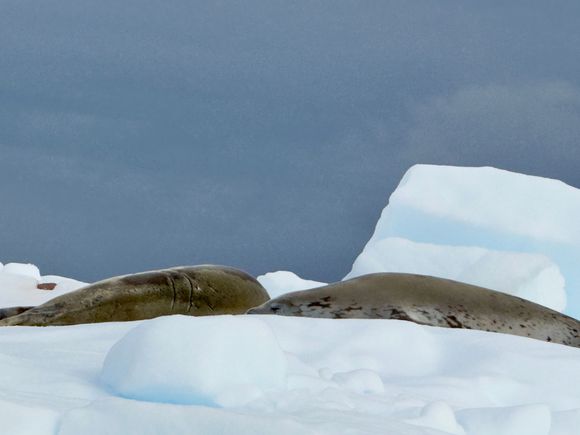 Weddell seals