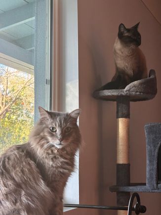 One more!

Gomiki, I love mini peppers and like to stuff them with tuna.

The car is designed to look like a two door but actually there are back doors . The handles are not in the normal place . New priuses have the same thing.

Paqngo, how great you re booked. I know you told us what section of the Camino you will do but I forgot!

Ninasdream, icy roads are awful.