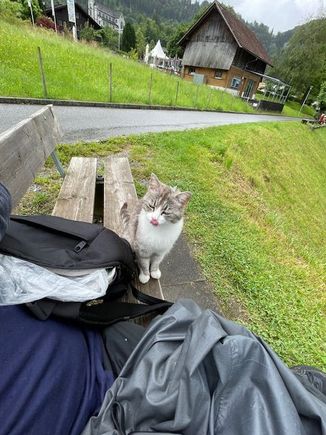 Friendly cat wishing my sandwich was tuna, not cheese 
