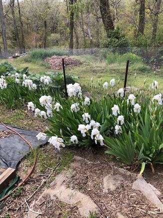 Of course since I don't like the color the irises are going gangbusters.