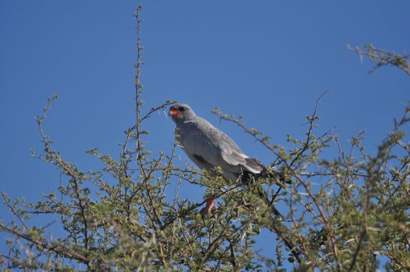 Pale Chanting Goshawk, common bird of prey in Etosha
