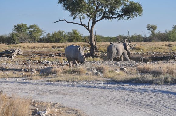 The two of them sharing a waterhole. Truce amidst tension. Both with a lousy temper.