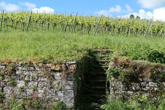 Arbois vineyards 
