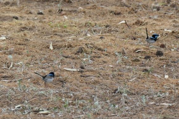 Blue fairy wrens, they dart around so quickly, hard to photograph. 