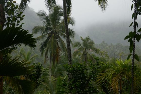 VERY misty & rainy
