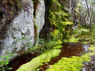 Coastal walk to mossy forest