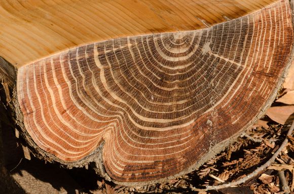 The hushed Redwoods area had 30 GIANT Sequoias including the 50m General Sherman. They are currently suffering from a bark beetle infest (georgous harrisonicus). The massive rock outcrops nearby had names like Blakesly and Lassiter. The unique kids area had colorful art installations and laminated poetry among the open-air huts constructed from twigs and bark. A boy recently adopted from Mali delighted in showing us his colorful sparkle wand. A chess board was made atop a sawed-off trunk.