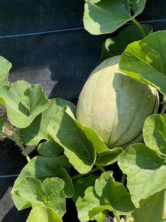 I will have to look at my seed packets.