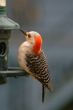 Red-bellied woodpecker, except it isn't.... Who named these birds, lol.
