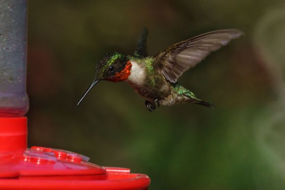 Male ruby-throated hummer