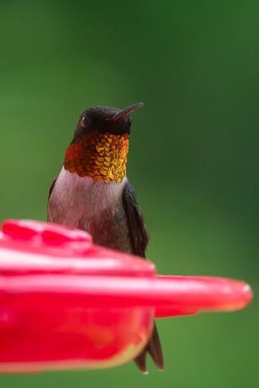 Ruby throated hummer with an orange throat when the light hits it just right.