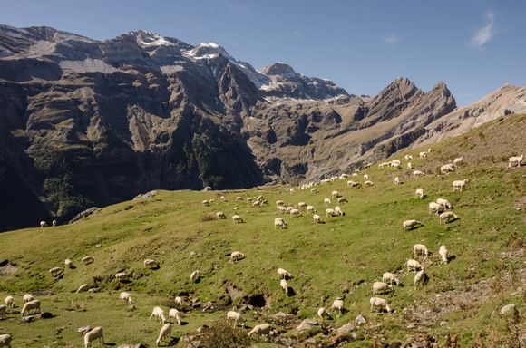 Where are we, Switzerland? This 'Meadow of the Corders' is favoured by local shepherds. Wonder what they pay for their trained sheepdogs?