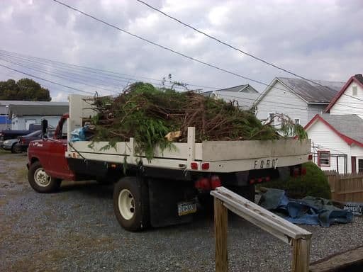 I took down a large bush/tree at a client's house and hauled the brush to the dump, Oct 2, 2013.