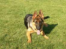 My Shepherd Sawyer at 6 months