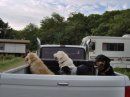 My dogs love &quot;their&quot; truck!