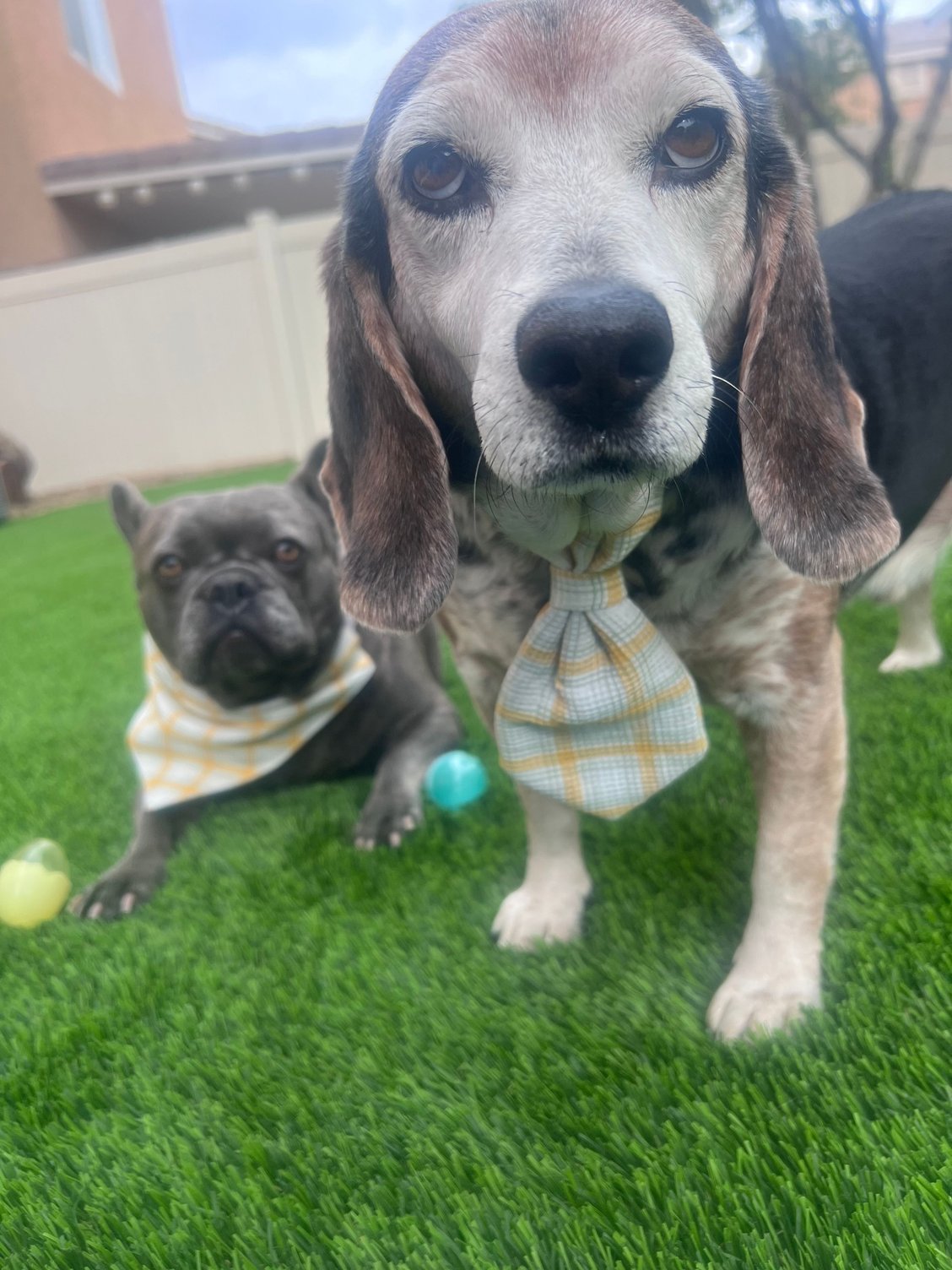 Obligatory Easter Pics of the doggo's.