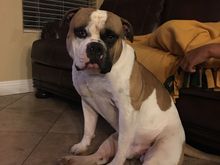 This is Ranger, my American Bulldog.  His job is to terrify and or bite anyone not welcome at my house.  At 110 lbs, and with a head larger than a VW bug, he’s really good at his job.  He has a really F*#king hard head too...don’t ask me how I know.