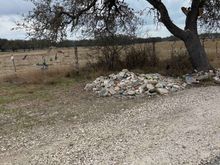 'the gathering tree'?