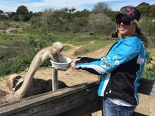 Ostriches while riding the Central Coast yesterday.  😂