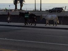 Yeah, these 3 mules went walking by on Pacific Coast Highway as I was braving the 75 degree weather.