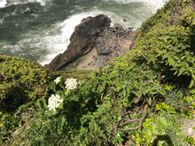 Look for the Sea Lions, thee are in the Center of the sand pit. The last time I was here they where all out. Must still be in the caves.
