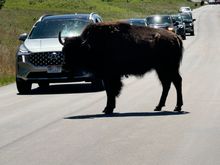 Custer State Park