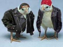 Biker Chicks