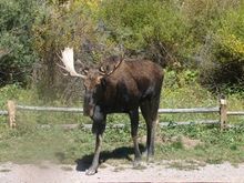 Bull Moose