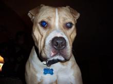 capone