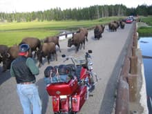 The herd of Bison I heard about.