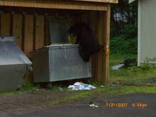 Black bear climbing into the second dumpster