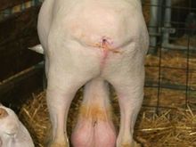 just looks like it hurts