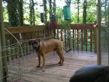 Outdoor Dag on a Deck