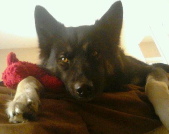 The other female love in my life. The sweetest Wolf you'll ever come across. Shashonie!