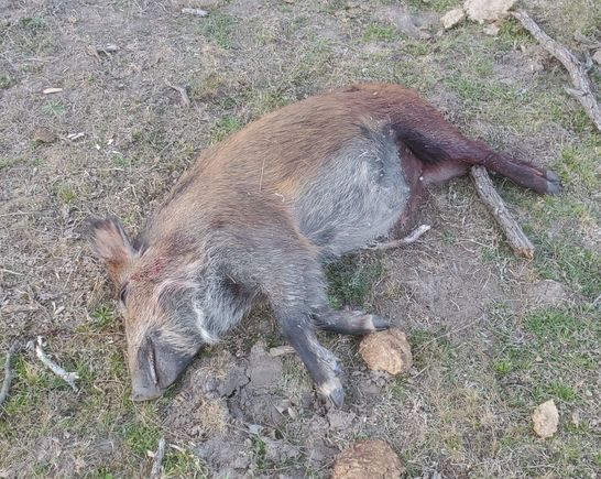 Another one down, this little sow had 4 piglets in her.