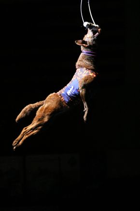 for those not familiar with Dock Dogs and wondering?